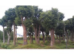 湖南香樟樹市場行情分析及工程綠化苗木價(jià)格參考（2013年數(shù)據(jù)）