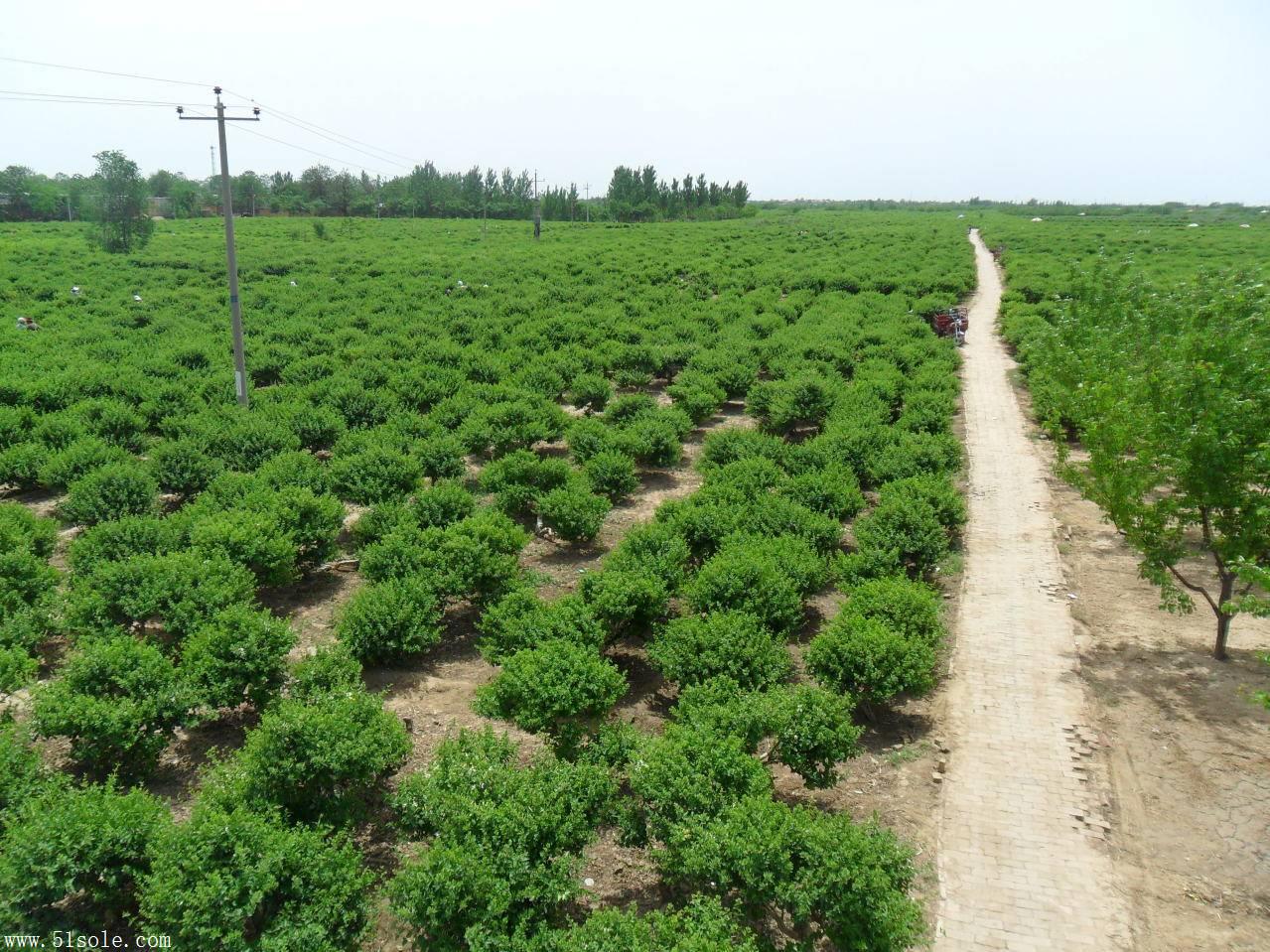走進河北巨鹿 金銀花苗木推廣種植基地探秘